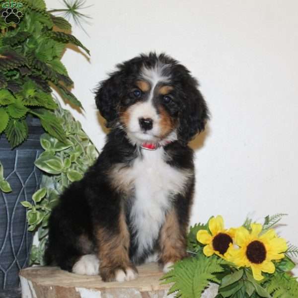 Sunshine, Bernedoodle Puppy